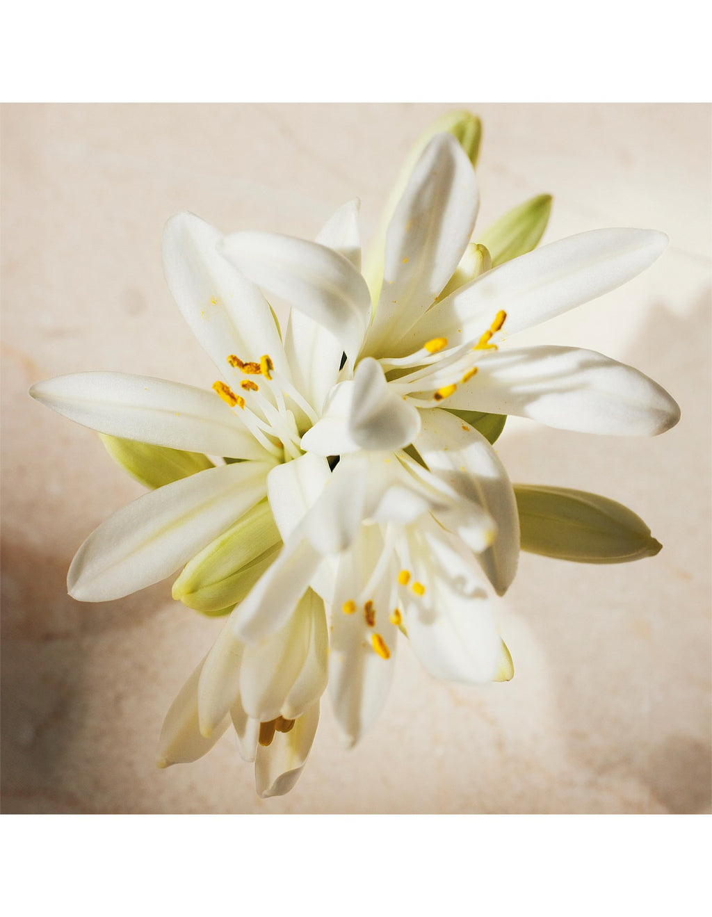 ATELIER DES FLEURS TUBEROSA 1974 EAU DE PARFUM 150ML