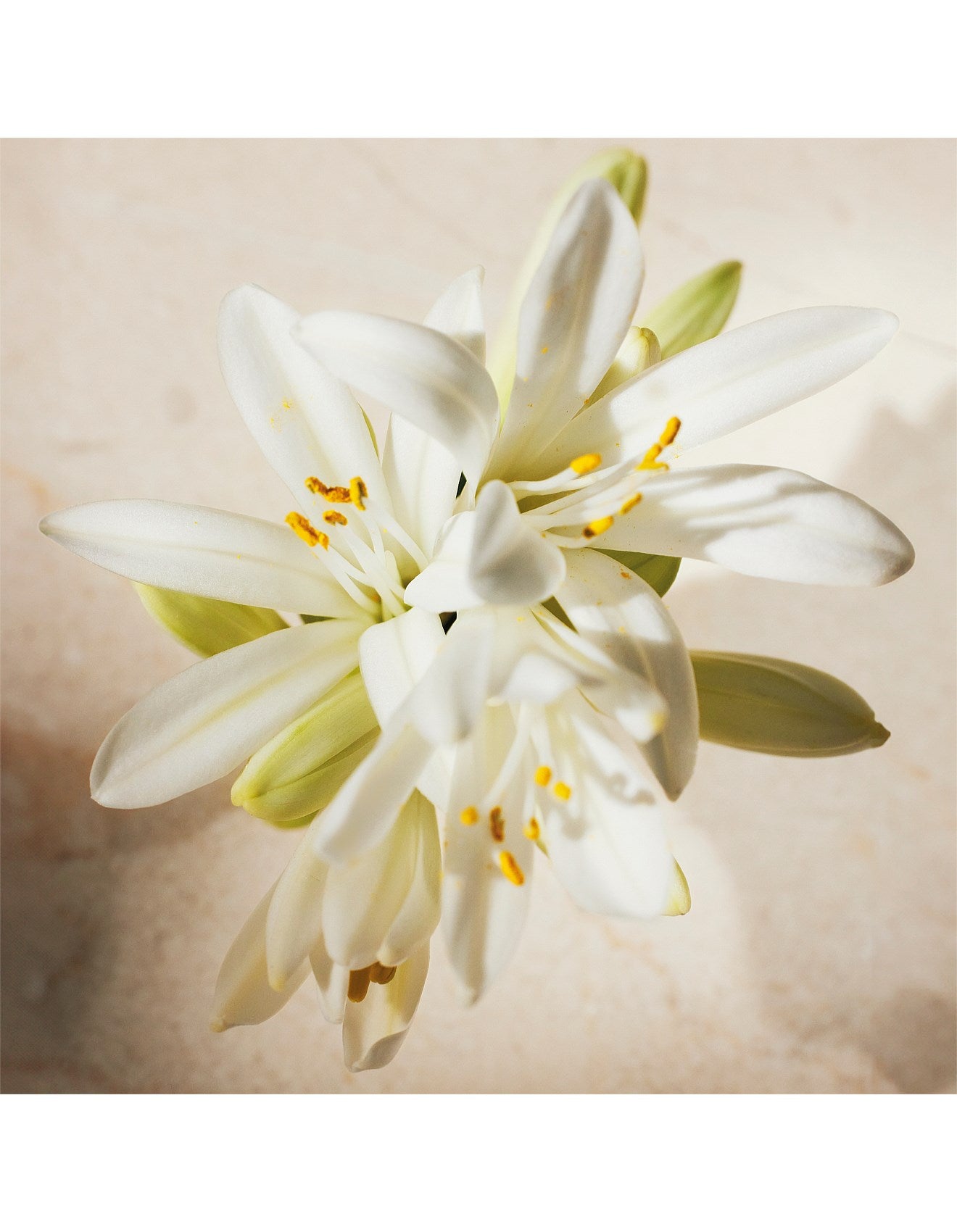 ATELIER DES FLEURS TUBEROSA 1974 EAU DE PARFUM 150ML