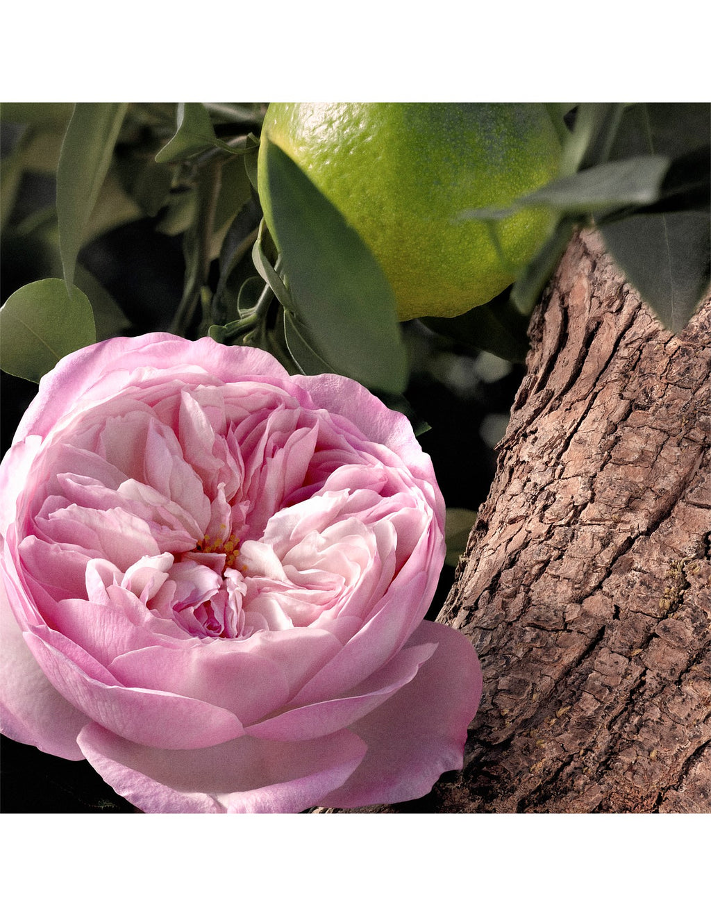 ROSES NATURELLE INTENSE LIMITED EDITION EAU DE PARFUM 30ML