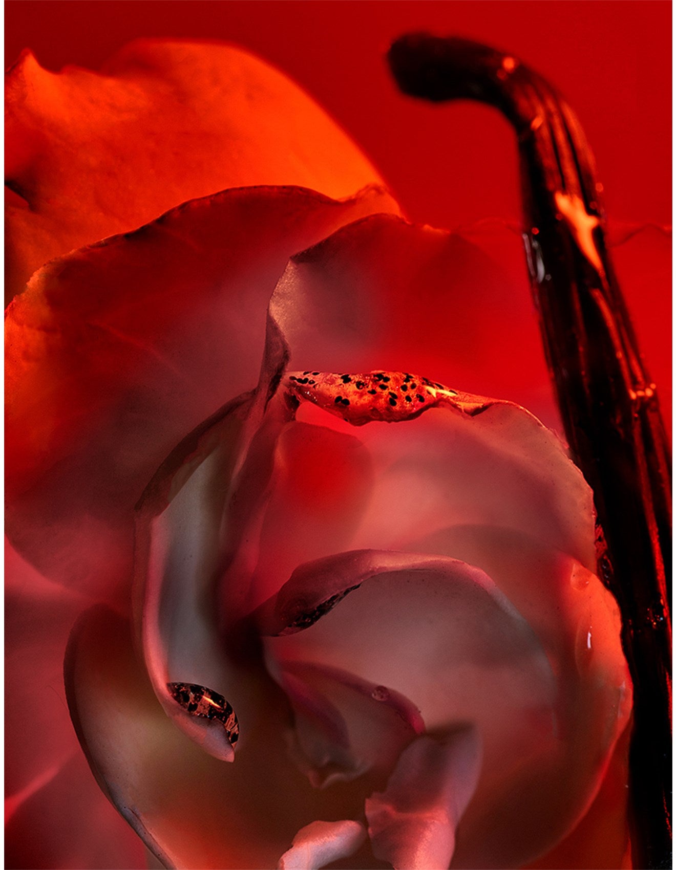 ALLEGRA BACIAMI EDP 50ML