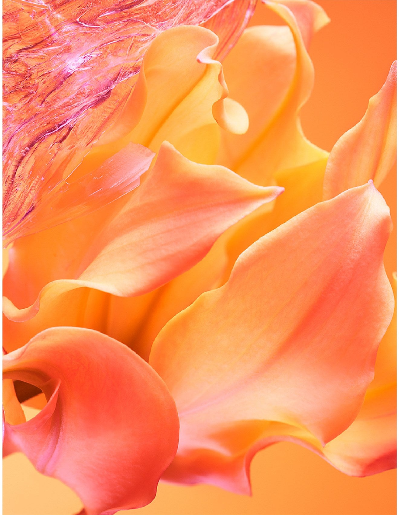 ALLEGRA PASSEGGIATA 50ML EDP