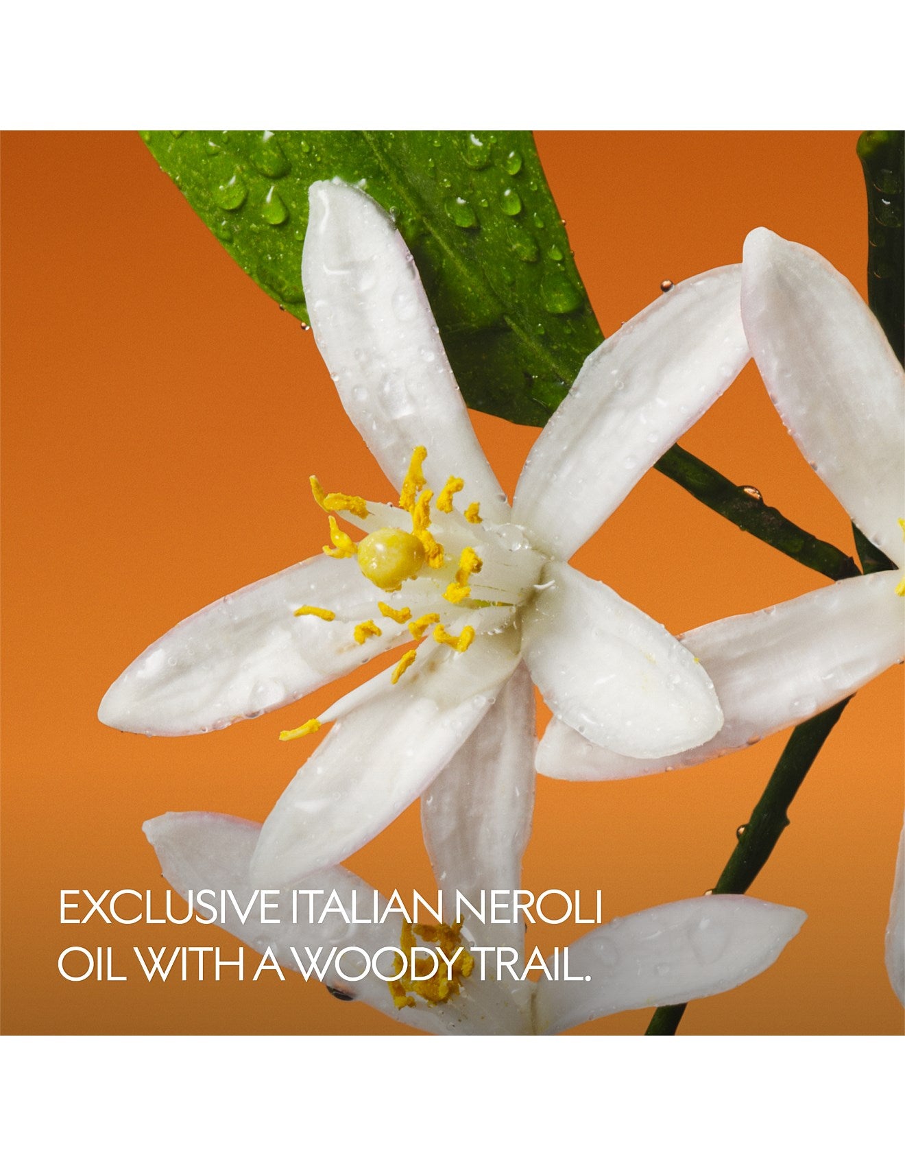 THE ALCHEMIST'S GARDEN FIORI DI NEROLI EAU DE PARFUM